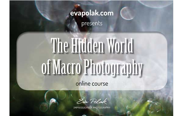 The Hiden world of Macro Photography banner