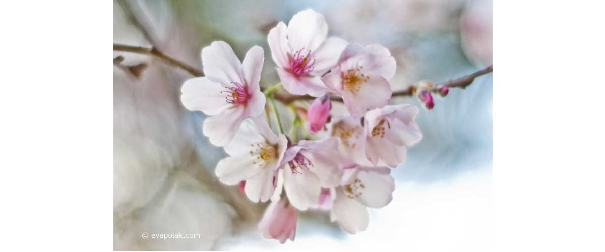 cherry blossom, ponk flowers
