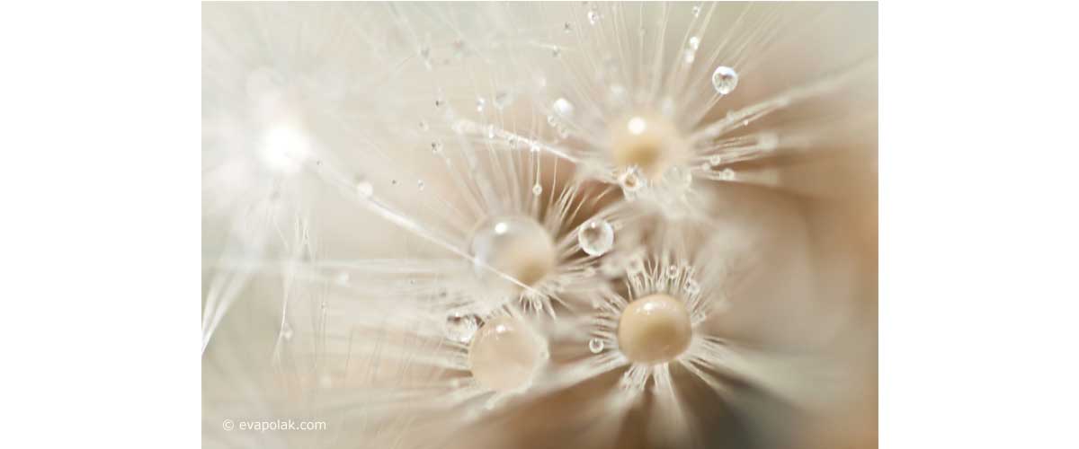 image of a dandelion