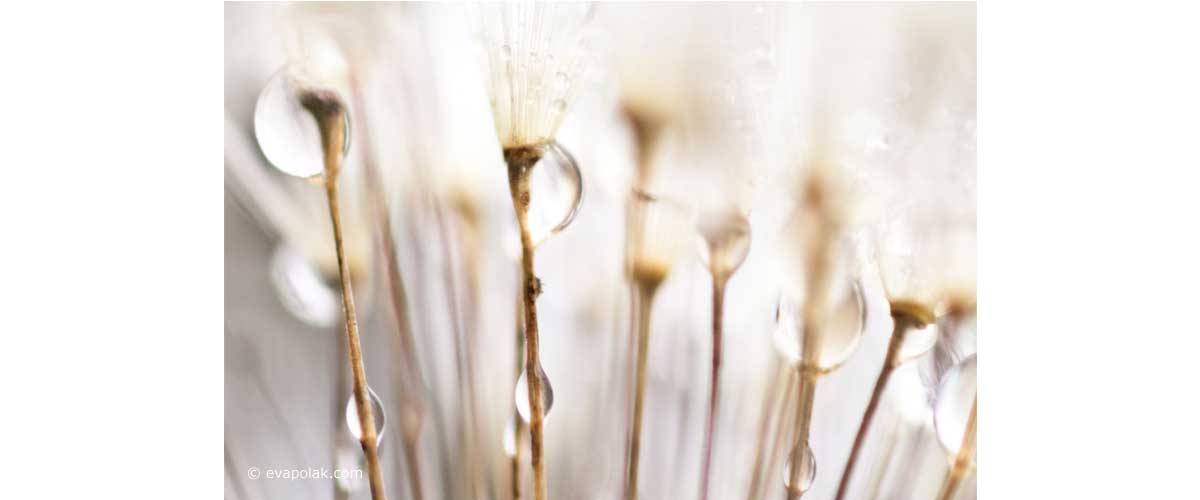 dandelions droplets of water