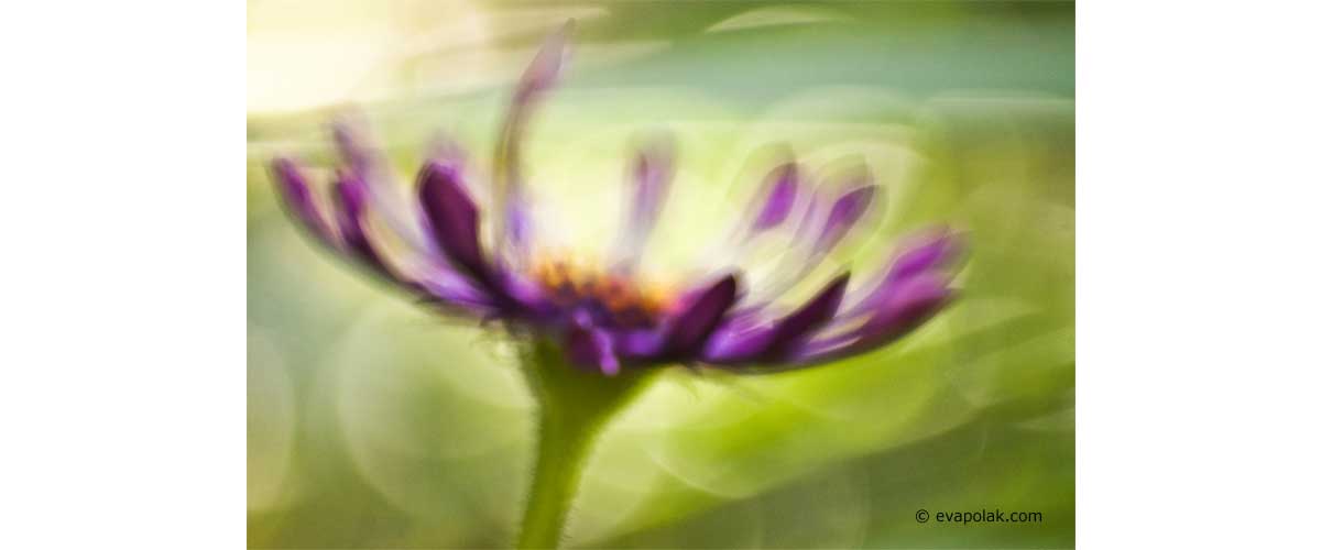 abstract image of a purple flower