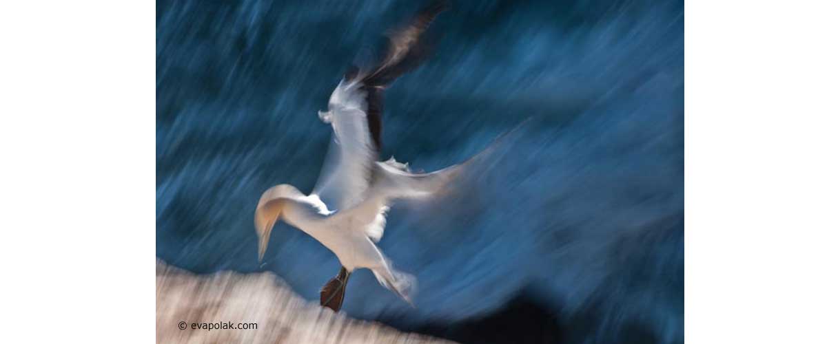 image of a gannet