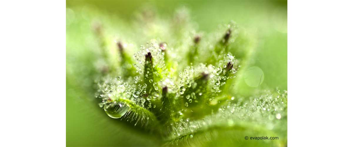 morning dew