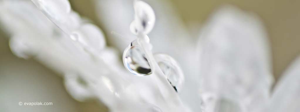 white flawer
