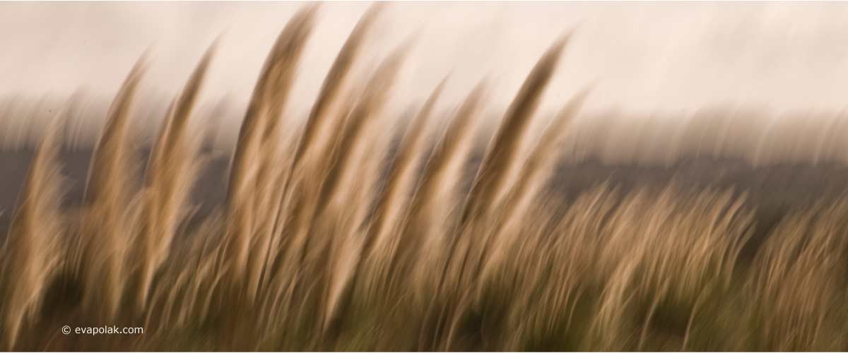 toi toi grass