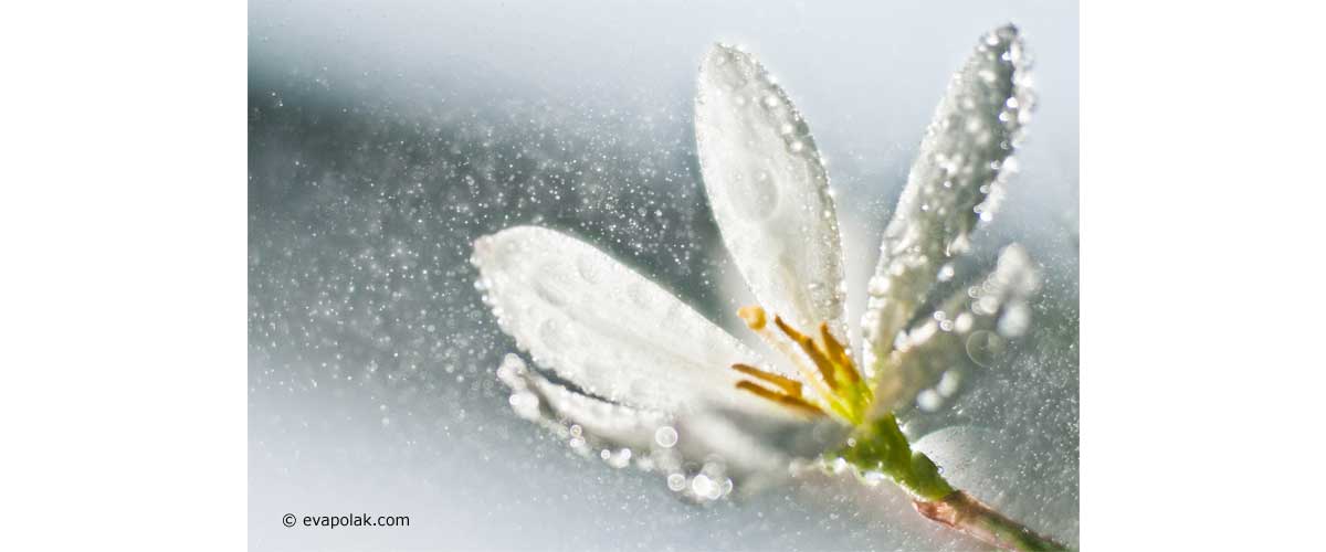 abstract image of a white flower and rain